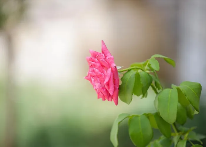 Bay's Balcony Verga Καλαμάτα